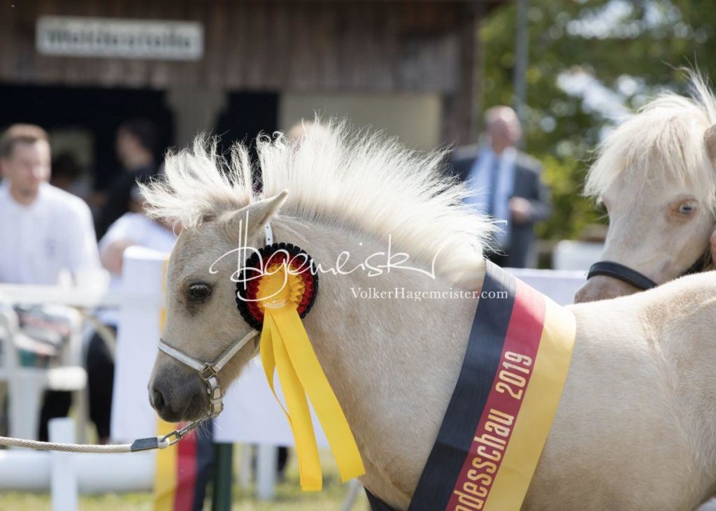 ZfdP Bundesschau - Samstag 15