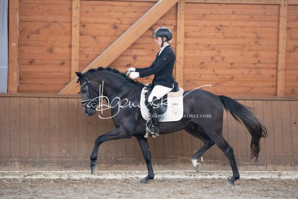 ZfdP Bundesschau Reitpferdeprfg. 7