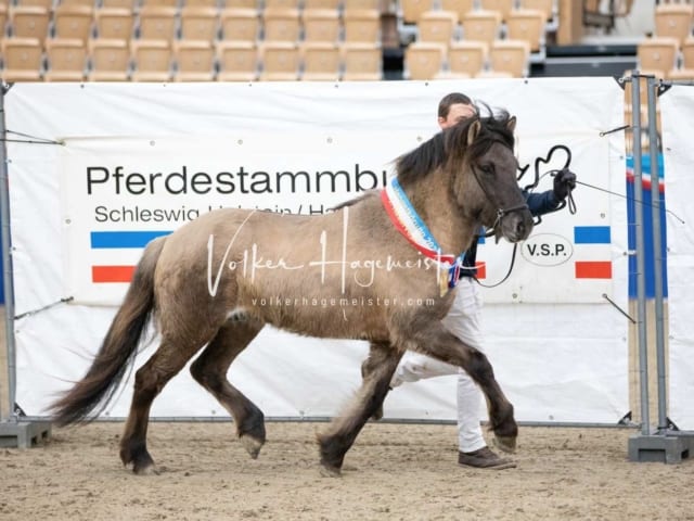 Impressionen PSB Körung Samstag 11