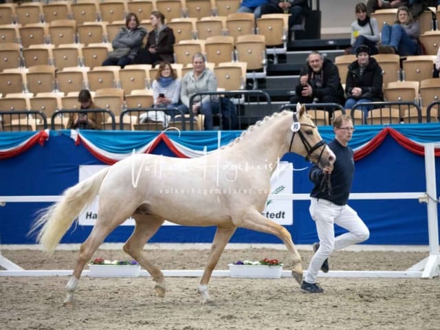 Impressionen PSB Körung Samstag 19