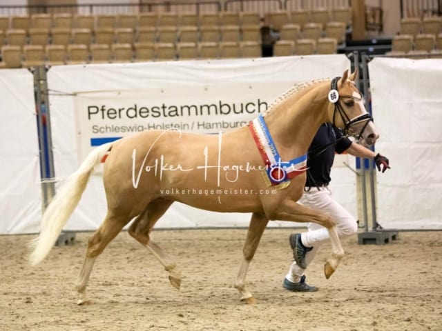 Impressionen PSB Körung Samstag 20