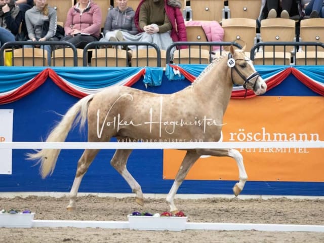 Impressionen PSB Körung Samstag 24