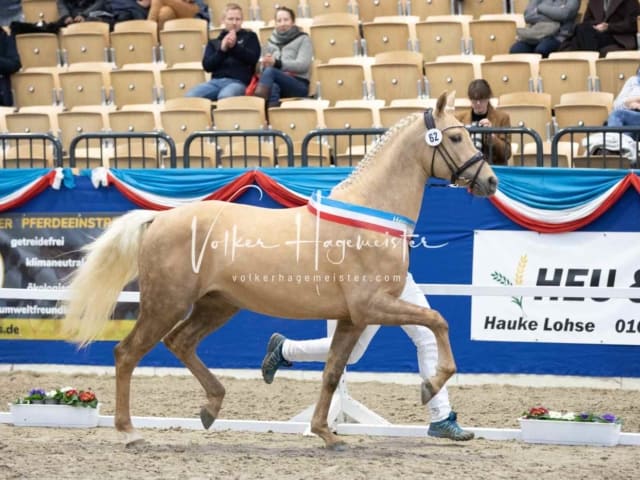 Impressionen PSB Körung Samstag 29