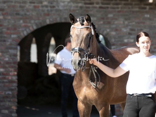 ZfdP Sommerkörung 4