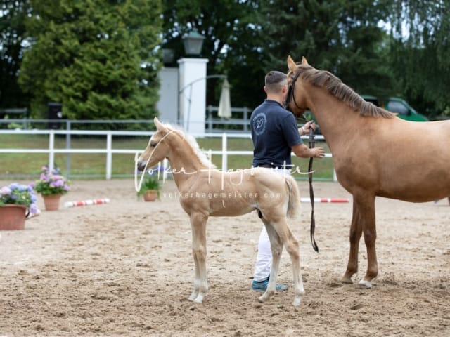 Fohlenregistrierung Schönhorst 24