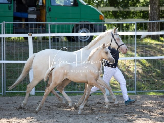 Fohlenregistrierung Schönhorst 18