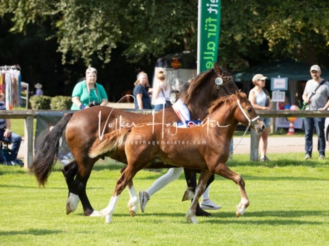 Fohlenchampionat Erste Impressionen Ring 2 4