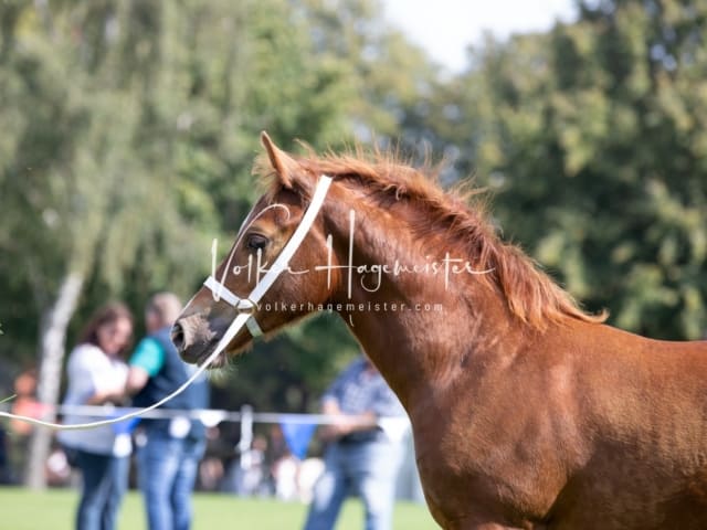 Fohlenchampionat Sieger Ring 2 1