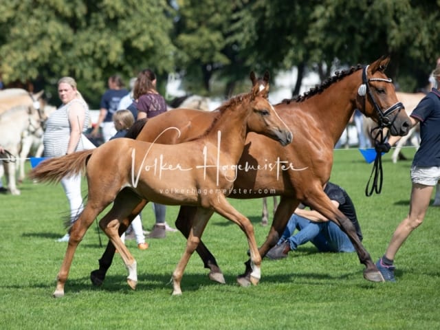 Fohlenchampionat Erste Impressionen Ring 2 6