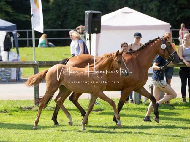 Fohlenchampionat Erste Impressionen Ring 2 8