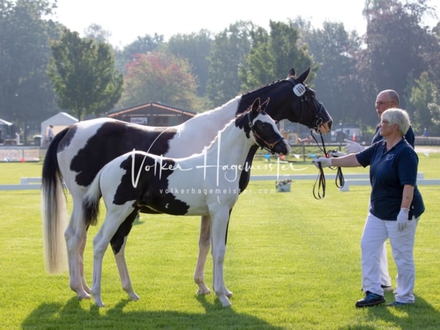 Fohlenchampionat Sieger Ring 2 4