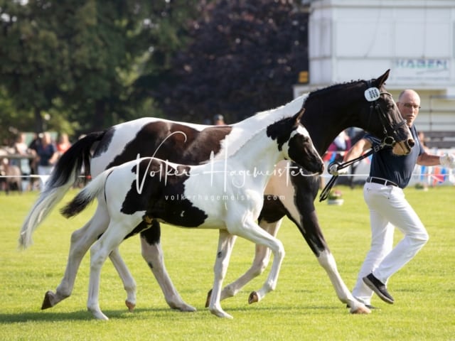 Fohlenchampionat Sieger Ring 2 5