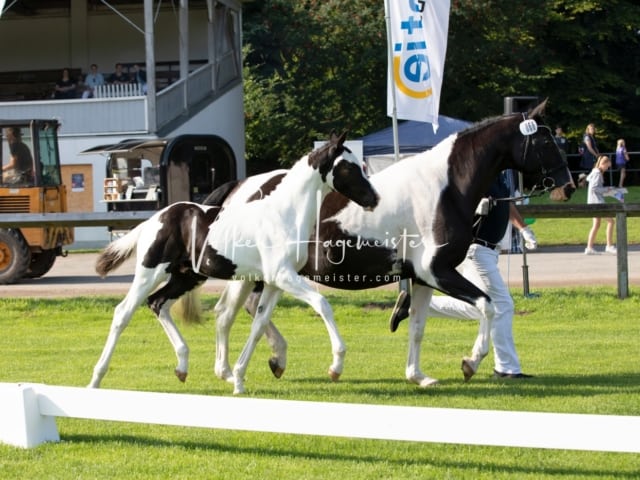 Fohlenchampionat Sieger Ring 2 6