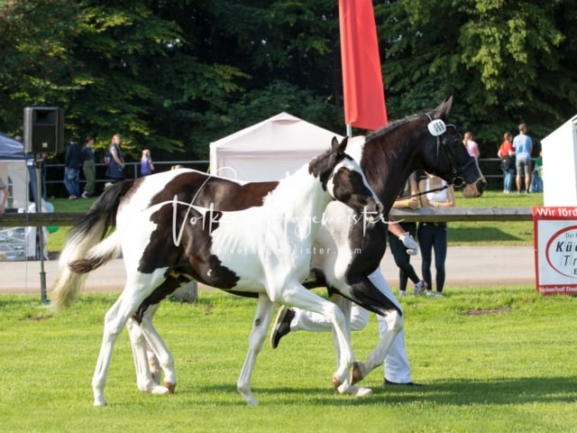 Fohlenchampionat Sieger Ring 2 7