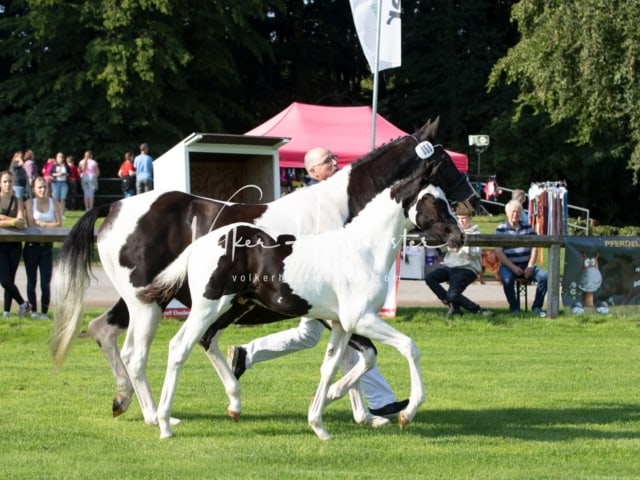 Fohlenchampionat Sieger Ring 2 8