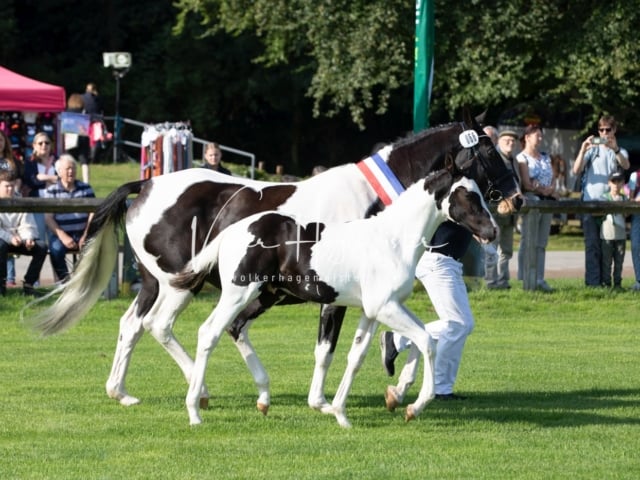 Fohlenchampionat Sieger Ring 2 14