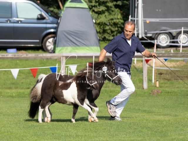 Fohlenchampionat Erste Impressionen Ring 2 10