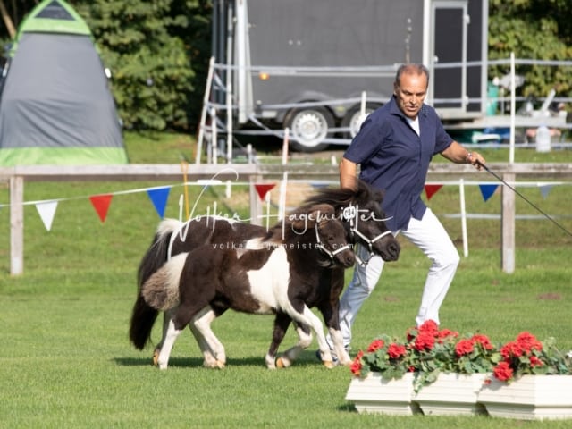 Fohlenchampionat Erste Impressionen Ring 2 11