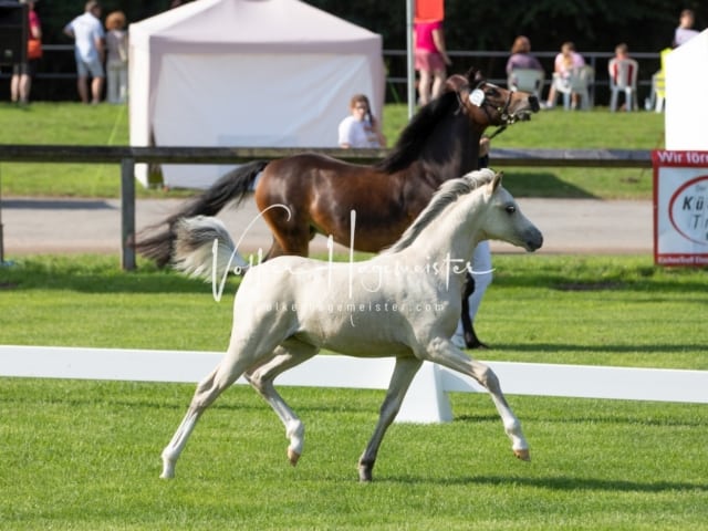 Fohlenchampionat Erste Impressionen Ring 2 16