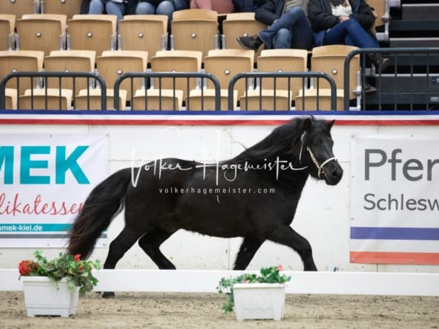 Hengste und Impressionen PSB Körung 2