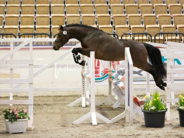 Impressionen Reitponys PSB Körung 2