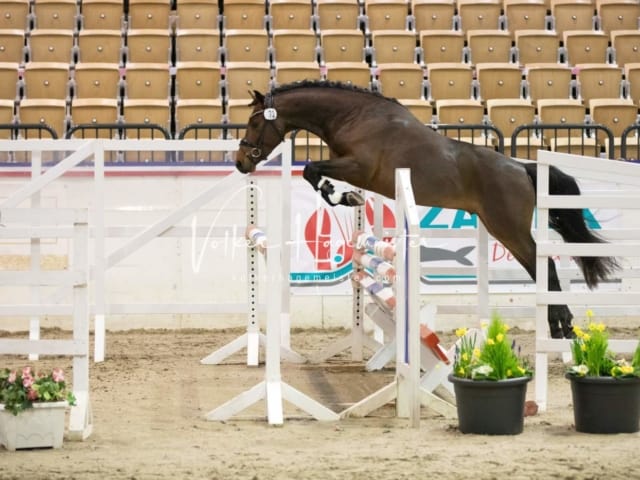 Impressionen Reitponys PSB Körung 3