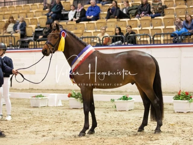 Impressionen Reitponys PSB Körung 7