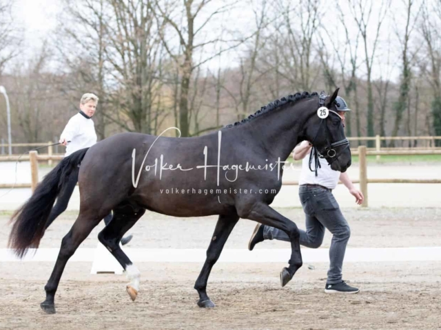 ZfdP Kranichstein Spezialrassen + Reitponys 2