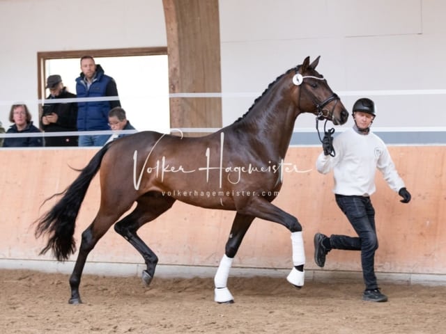 ZfdP Kranichstein Reitpferde 1