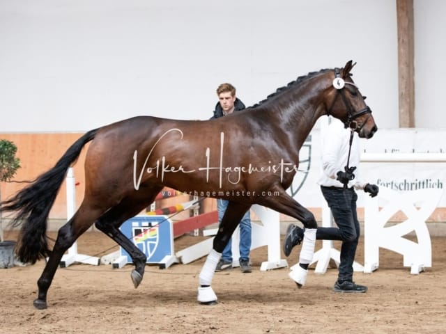 ZfdP Kranichstein Reitpferde 2