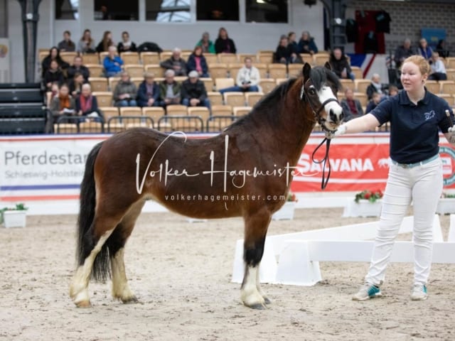 Hengste und Impressionen PSB Körung 4