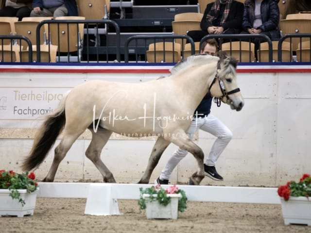 Hengste und Impressionen PSB Körung 13