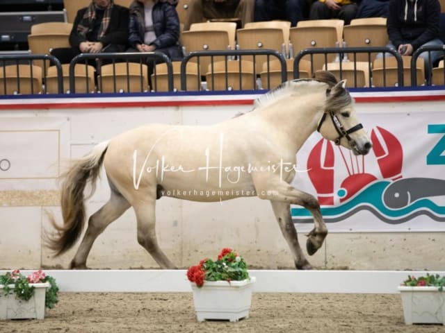 Hengste und Impressionen PSB Körung 14