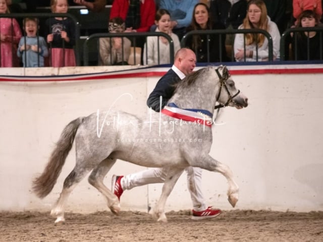 PSB Körung Siegerhengste Impressionen 3