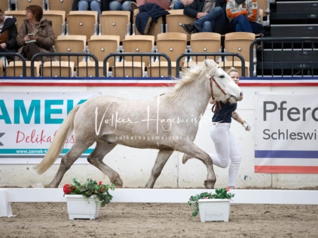 Hengste und Impressionen PSB Körung 17