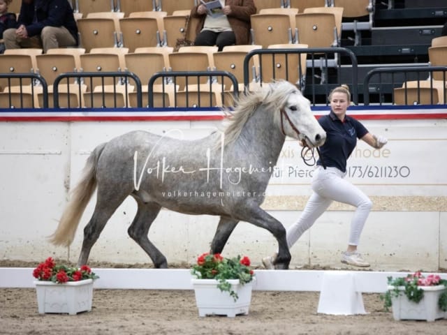 Hengste und Impressionen PSB Körung 18