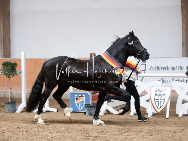 ZfdP Kranichstein Spezialrassen + Reitponys 17