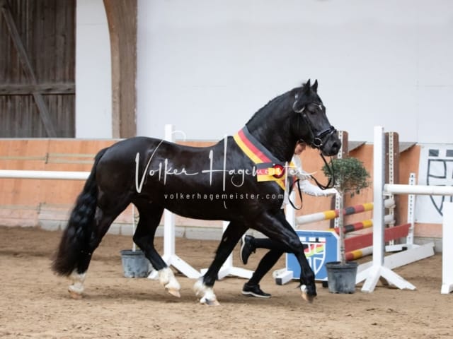 ZfdP Kranichstein Spezialrassen + Reitponys 19