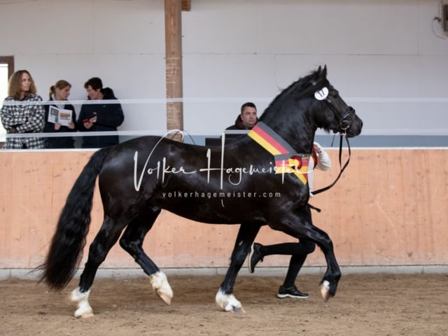 ZfdP Kranichstein Spezialrassen + Reitponys 20