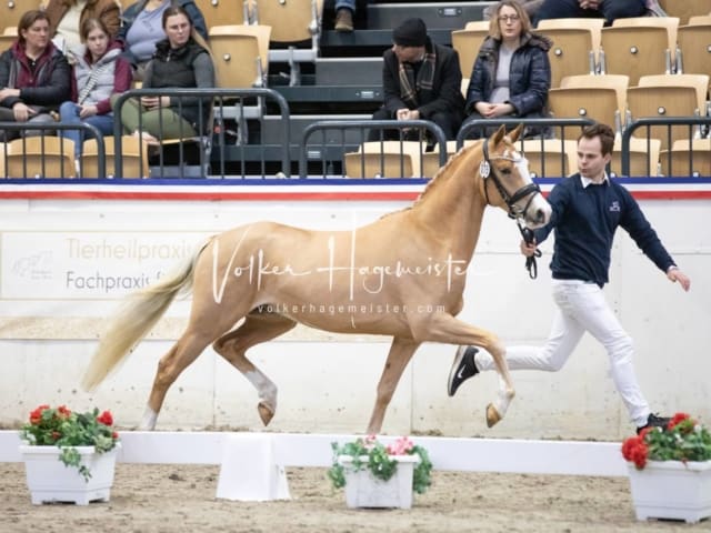 Impressionen Reitponys PSB Körung 8