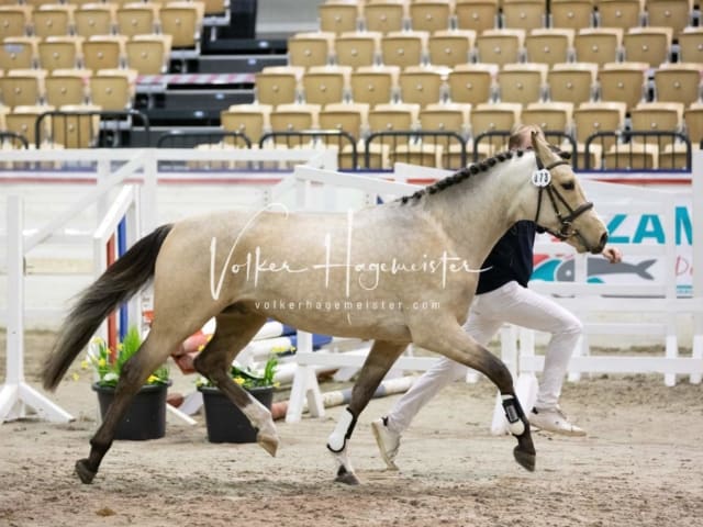 Impressionen Reitponys PSB Körung 9