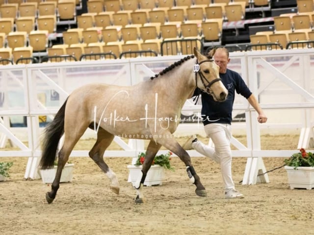 Impressionen Reitponys PSB Körung 10