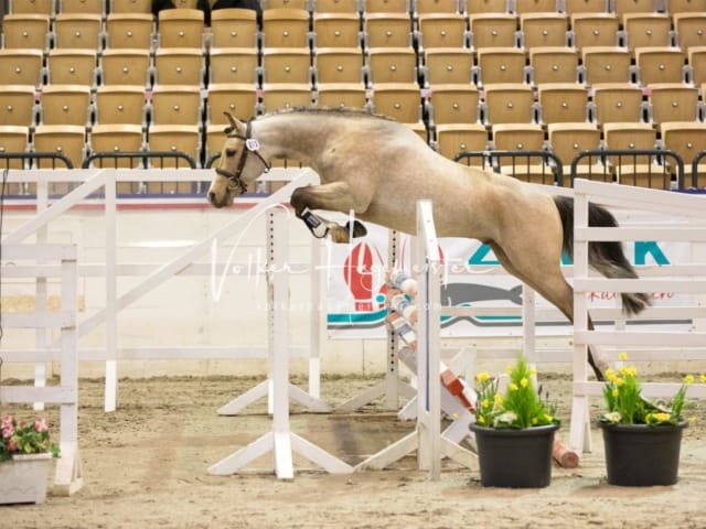 Impressionen Reitponys PSB Körung 11