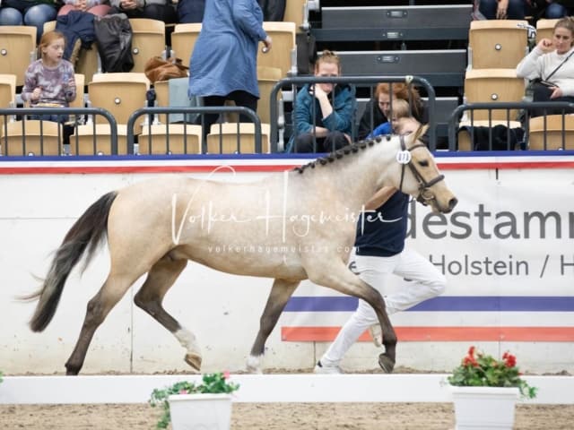 Impressionen Reitponys PSB Körung 12