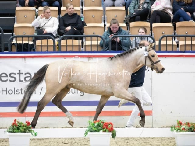 Impressionen Reitponys PSB Körung 13