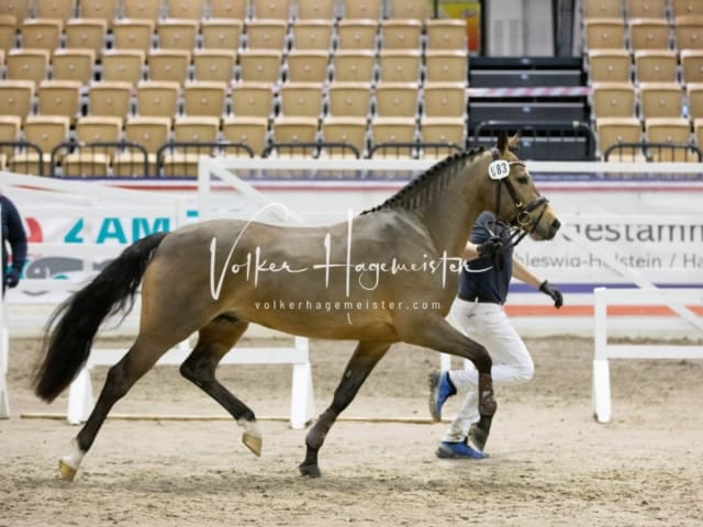 Impressionen Reitponys PSB Körung 16