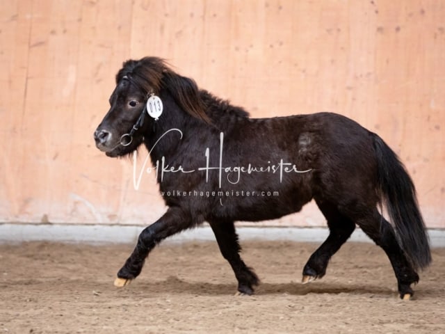 ZfdP Kranichstein Spezialrassen + Reitponys 25