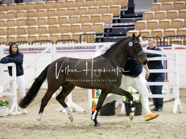 Impressionen Reitponys PSB Körung 17