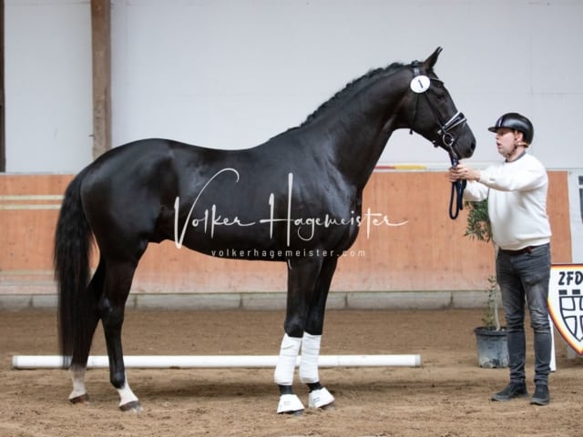 ZfdP Kranichstein Reitpferde 8