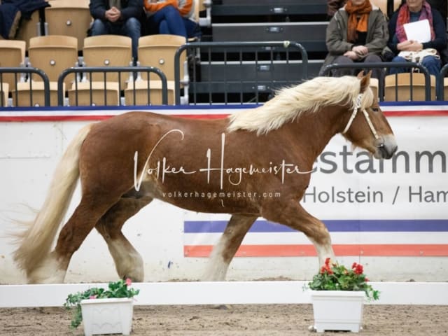 Hengste und Impressionen PSB Körung 5